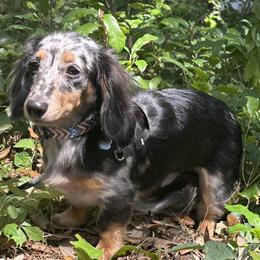 Archie- neutered - Dapple male Dachshund puppy in Lakeland, Florida from Elite Doxies Florida