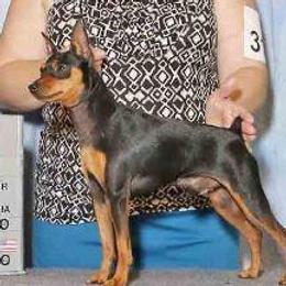 Midnight - Miniature Pinscher