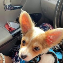 Kodai - Chihuahua