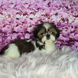 Snickers - Tricolor male Shih Tzu puppy in Hialeah, Florida from Shih Tzu Miami