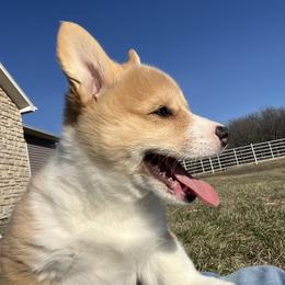 Jingle - White and red male Pembroke Welsh Corgi puppy in Rolla, Missouri from Chapman Corgis