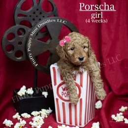 Porscha (Pink Collar) girl - Red  female Goldendoodle puppy in Corona, California from Fluffy Puppy Mini Doodles LLC