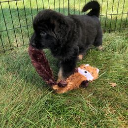 German Shepherd Puppies from Lisa Duchesneau