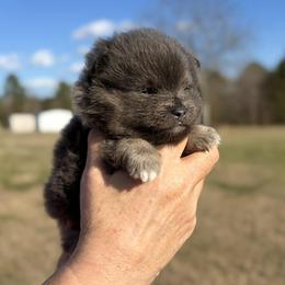 Blue and Tan - Blue and tan male Pomeranian puppy in Scottsburg, Virginia from Summer Set Poms