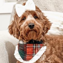 Penny - Goldendoodle