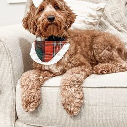 Penny - Goldendoodle