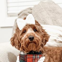 Penny - Goldendoodle
