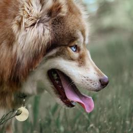 Heidi - Red and white female Siberian Husky puppy in Lakebay, Washington from Cascade Siberians