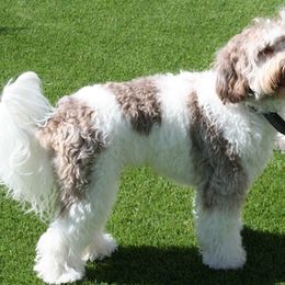 Australian Labradoodle All Grown Up from Seaspray Australian Labradoodles