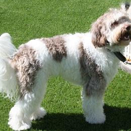 Australian Labradoodle All Grown Up from Seaspray Australian Labradoodles