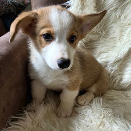 Red Male - Red male Pembroke Welsh Corgi puppy in Wayne City, Illinois from Lash Livestock & Corgis
