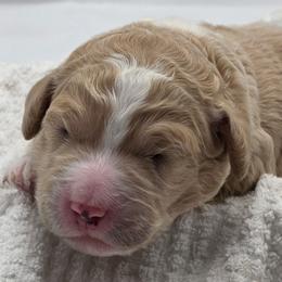 Benny - pink - Cream male Goldendoodle puppy in Phoenix, Arizona from Kerri's Goldendoodles