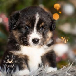 Lord Anthony - Black tri male Miniature American Shepherd puppy in Tonopah, Arizona from King's Miniature American Shepherds