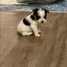 Georgie - Parti male Yorkshire Terrier puppy in Clarksburg, Indiana from Hidden Gems Parti Yorkies
