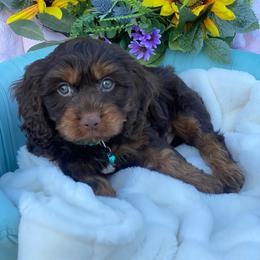 Watermelon - Brown male Cavapoo puppy in Bellingham, Washington from My Sweet Poodles and Doodles