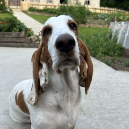 Lily - Basset Hound