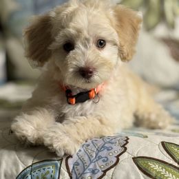 Boy1 062725 SC - Cream male Maltipoo puppy in Bakersfield, California from Silvia's Maltipoos
