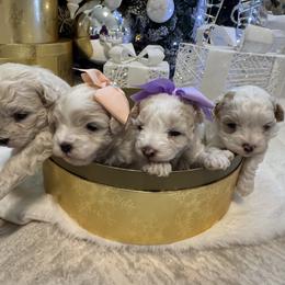 Goldendoodle, Maltipoo, and Poodle Puppies from Pawriffic Pups