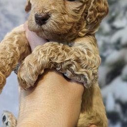 Goldendoodles from C & M Farms