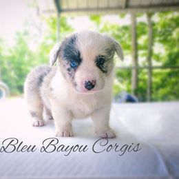 Girl 3 - Blue merle and white Cardigan Welsh Corgi puppy in Natchitoches. La, Louisiana from Bleu Bayou Corgis