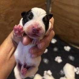 Boy 1 - Blue male Australian Cattle Dog puppy in Valley Mills, Texas from Bottoms Up Cattle Dogs