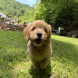 Goldendoodle Puppies from Coal Country Doodles