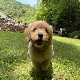 Goldendoodle Puppies from Coal Country Doodles