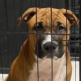 Boy 4 - Red American Staffordshire Terrier puppy in North Carolina from Kaye-Nyne Kennels