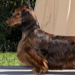 Presley - Dachshund