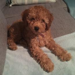 Cockapoo Puppies from Martin's Cockapoos
