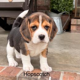Hopscotch - Black tan and white female Beagle puppy in Mansfield, Missouri from Rippee Creek Kennel