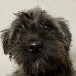 Cinda (Danza Bolo Eclipse of the Heart) - Gray female Yorkipoo puppy in Martin, Tennessee from Danza Bolo