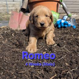 Romeo - Red male Labradoodle puppy in Genoa City, Wisconsin from Sakura Pups