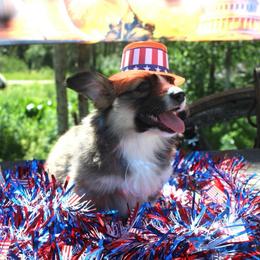 Fairy Godmother (2600) fluffy - Sable female Pembroke Welsh Corgi puppy in Valley, Washington from Corgis of the Mountain Valley