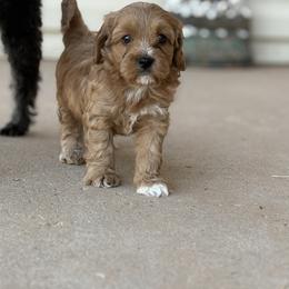Crumpet - Cream male Cavapoo puppy in Lubbock, Texas from Bleu Moon Cavapoo’s