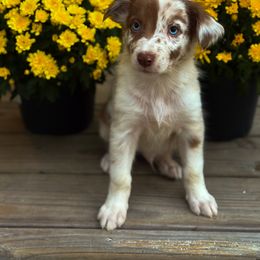 Australian Shepherd Puppies from Southern Tribute Farms