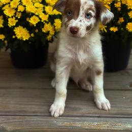 Australian Shepherd Puppies from Southern Tribute Farms