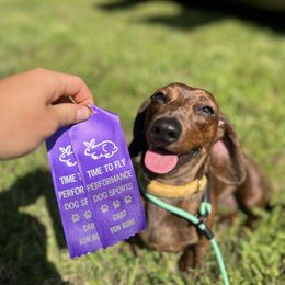 Dachshund Puppies from Army of Dachshunds