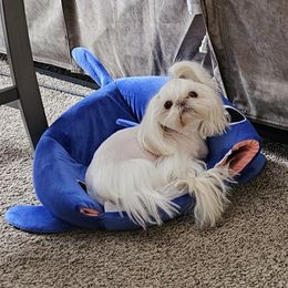 Chloe - Shih Tzu