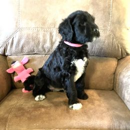 Portuguese Water Dog Puppies from Delgatty PWDs