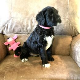 Portuguese Water Dog Puppies from Delgatty PWDs