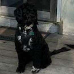 Portuguese Water Dogs from Fall Line Farm