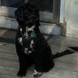 Portuguese Water Dogs from Fall Line Farm