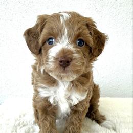 Champ - Red male Bernedoodle puppy in Concord, California from Golden State Good Dogs