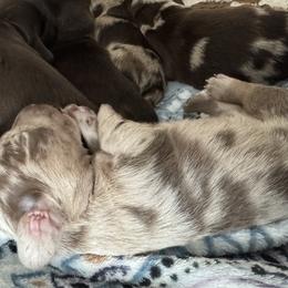 Dachshunds from R&B dachshunds