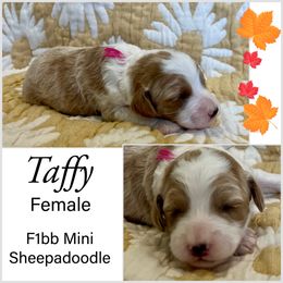Sheepadoodle Puppies from Skye Valley Doodles