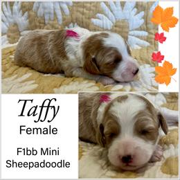 Sheepadoodle Puppies from Skye Valley Doodles