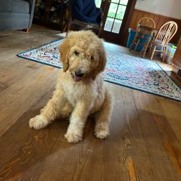 Edith blue - Parti male Goldendoodle puppy in Hardeeville, South Carolina from Pups of the Lowcountry