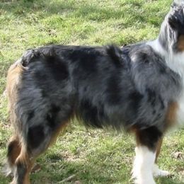 Miniature American Shepherds from MCSTORMS MINIS
