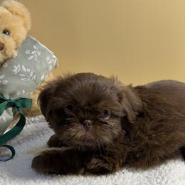 Ollie - Chocolate male Shih Tzu puppy in Ocala, Florida from Mimi's Shih-tzus of Ocala